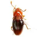 Rhanidea unicolor - photo 4