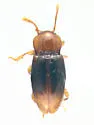 Rhanidea unicolor - photo 5