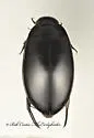 Rhantus atricolor