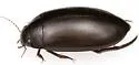 Rhantus atricolor - photo 2