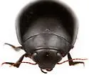 Rhantus atricolor - photo 3