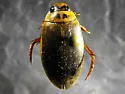 Rhantus binotatus