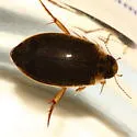 Rhantus binotatus - photo 2