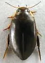 Rhantus binotatus - photo 4