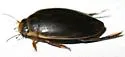 Rhantus binotatus - photo 5