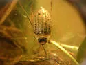 Rhantus consimilis
