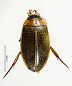 Rhantus consimilis - photo 3