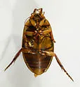 Rhantus consimilis - photo 4