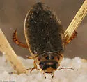 Rhantus gutticollis