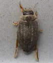 Rhantus gutticollis - photo 2