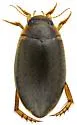 Rhantus gutticollis - photo 5