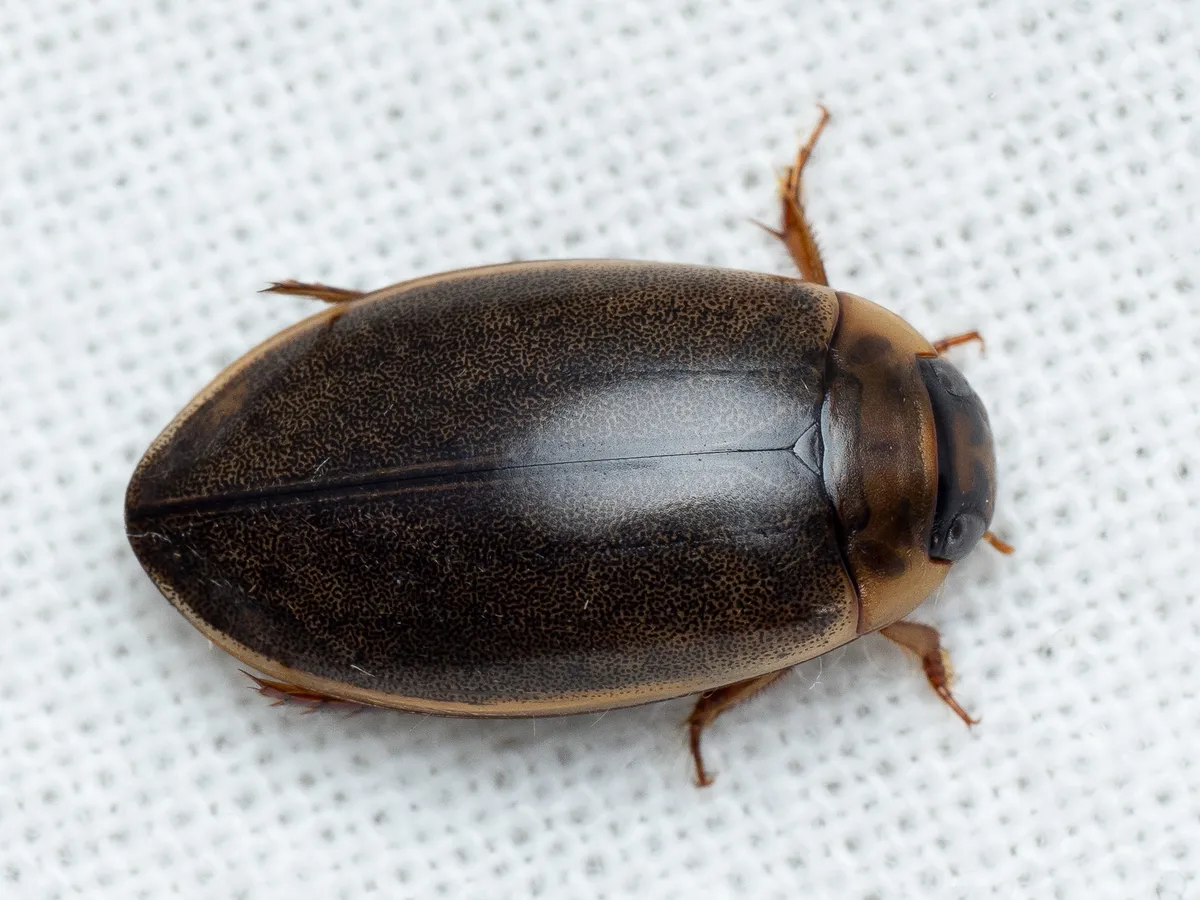 Rhantus suturalis - photo 3