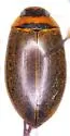 Rhantus suturellus - photo 3