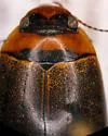 Rhantus suturellus - photo 4