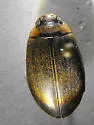 Rhantus wallisi - Rhantus wallisi