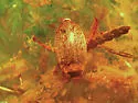 Rhantus wallisi - photo 2
