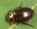Rhantus wallisi - photo 3