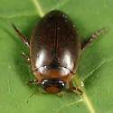 Rhantus wallisi - photo 4