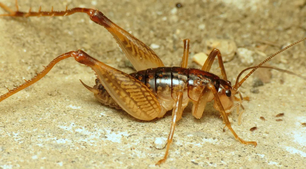 Camel Crickets - Rhaphidophoridae