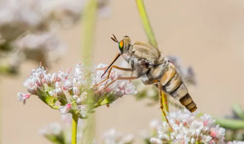 Rhaphiomidas acton