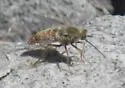 Rhaphiomidas aitkeni