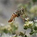 Rhaphiomidas aitkeni - photo 2