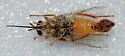 Rhaphiomidas nigricaudis - photo 2