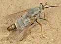 Rhaphiomidas parkeri - photo 2