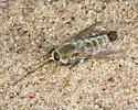 Rhaphiomidas parkeri - photo 3