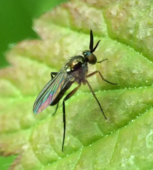 Rhaphium appendiculatum - Rhaphium appendiculatum