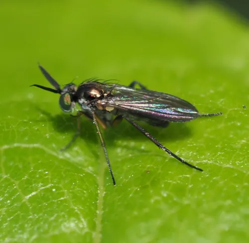 Rhaphium appendiculatum - photo 2