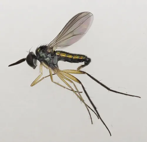 Rhaphium appendiculatum - photo 3