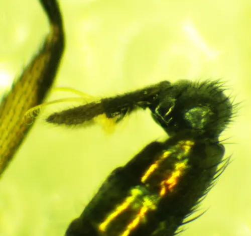 Rhaphium appendiculatum - photo 4