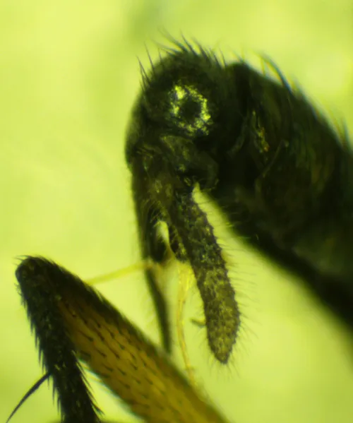 Rhaphium appendiculatum - photo 5
