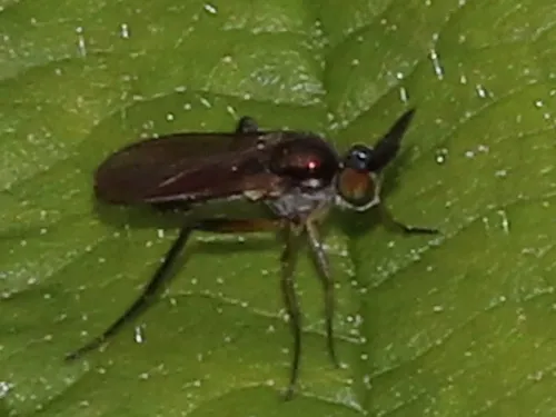 Rhaphium appendiculatum - photo 6