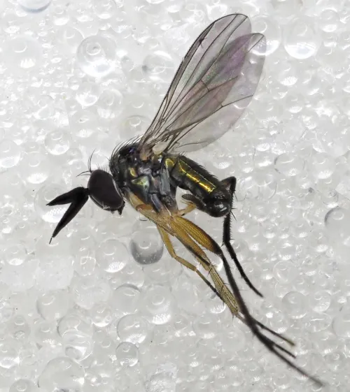 Rhaphium appendiculatum - photo 7