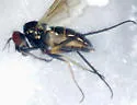 Rhaphium browni