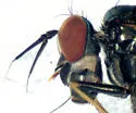 Rhaphium browni - photo 2