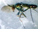 Rhaphium browni - photo 3