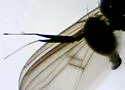 Rhaphium browni - photo 4