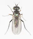 Rhaphium calcaratum