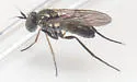 Rhaphium calcaratum - photo 2