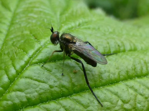 Rhaphium crassipes