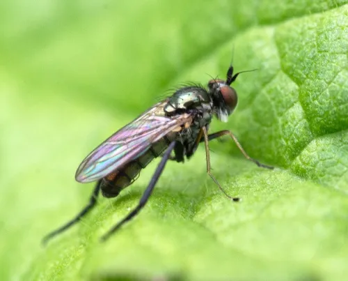 Rhaphium crassipes - photo 2