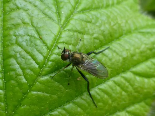 Rhaphium crassipes - photo 4