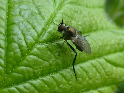 Rhaphium crassipes - photo 5