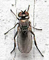 Rhaphium fascipes