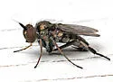 Rhaphium fascipes - photo 2