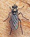 Rhaphium fascipes - photo 3