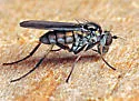 Rhaphium fascipes - photo 4